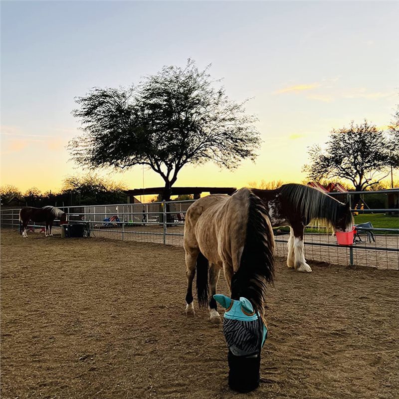 HOTB72A 2 Pcs Horse Feed Bag H - Mesh Feeder Bag review and price